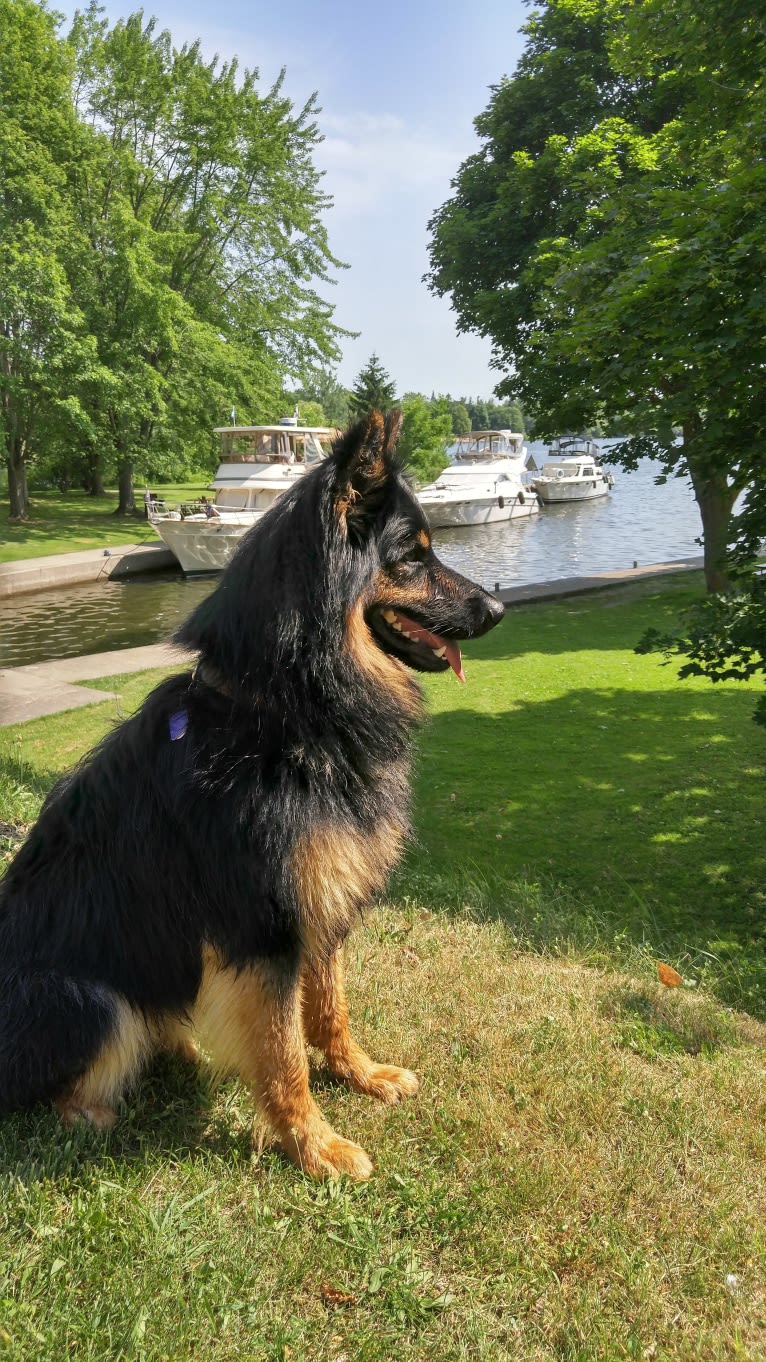 Bebosski Tryreplay (Bosso), a Bohemian Shepherd tested with EmbarkVet.com