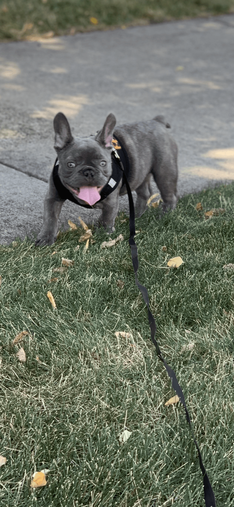 Nardo, a French Bulldog tested with EmbarkVet.com