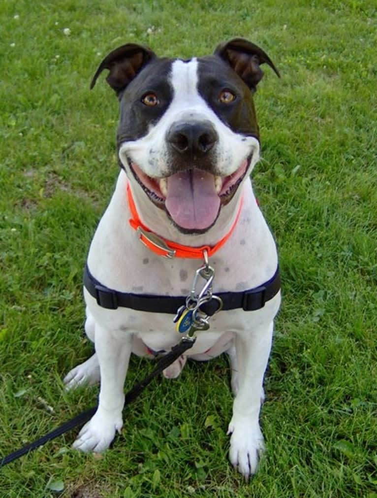 Lars, an American Pit Bull Terrier and American Staffordshire Terrier mix tested with EmbarkVet.com