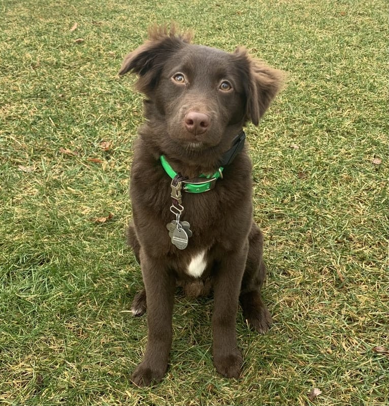 Snickers, an Australian Shepherd tested with EmbarkVet.com