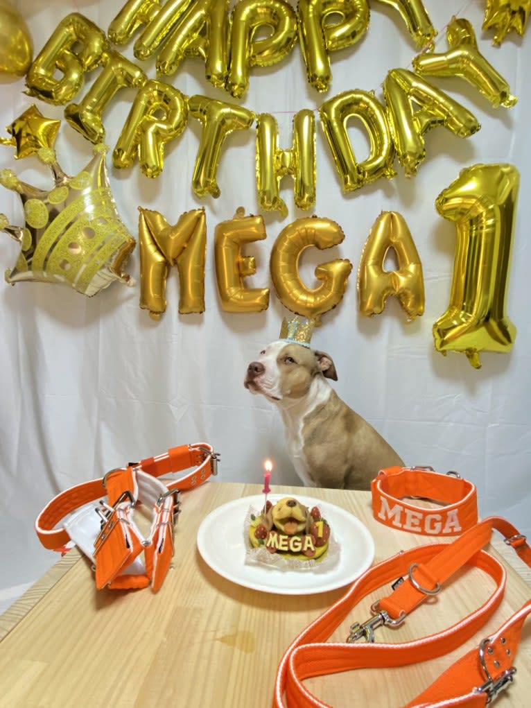 MEGA II, an American Pit Bull Terrier tested with EmbarkVet.com