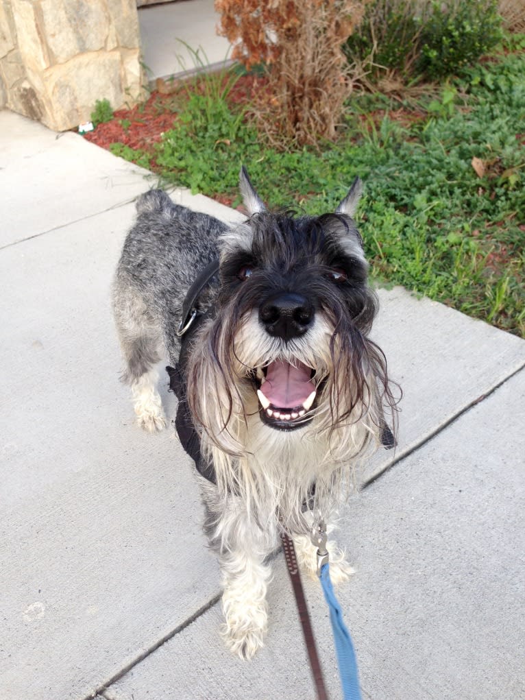 Dexter, a Standard Schnauzer tested with EmbarkVet.com