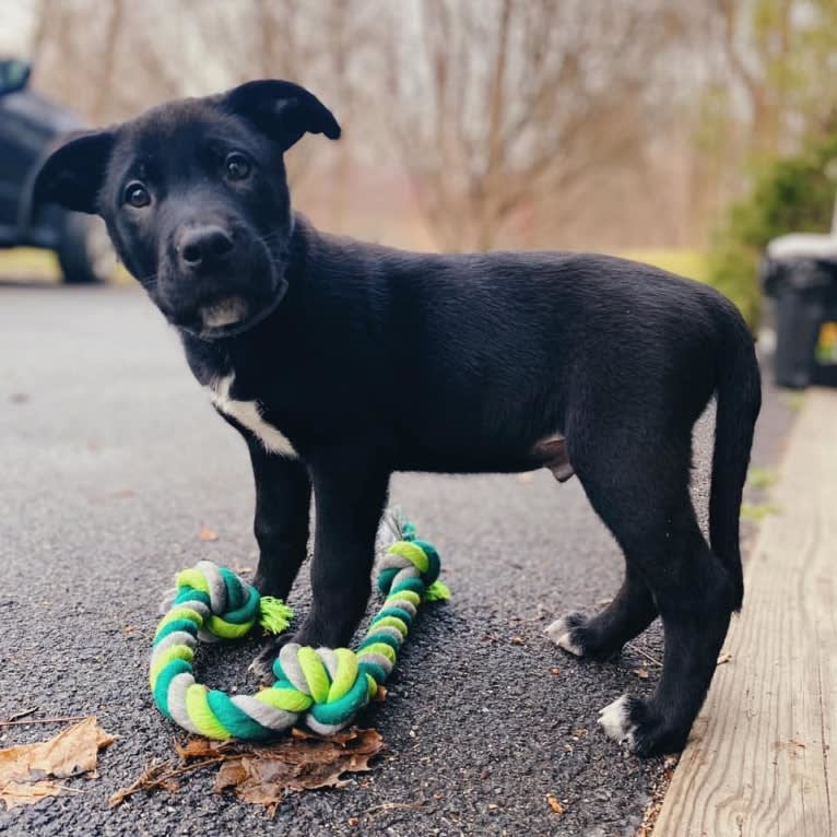 Mooshie, an American Pit Bull Terrier and German Shepherd Dog mix tested with EmbarkVet.com