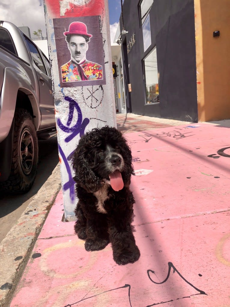 Miles Davis, a Cocker Spaniel tested with EmbarkVet.com