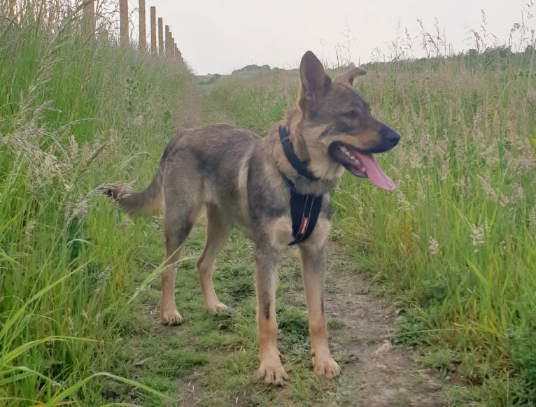 Django, an Eastern European Village Dog tested with EmbarkVet.com