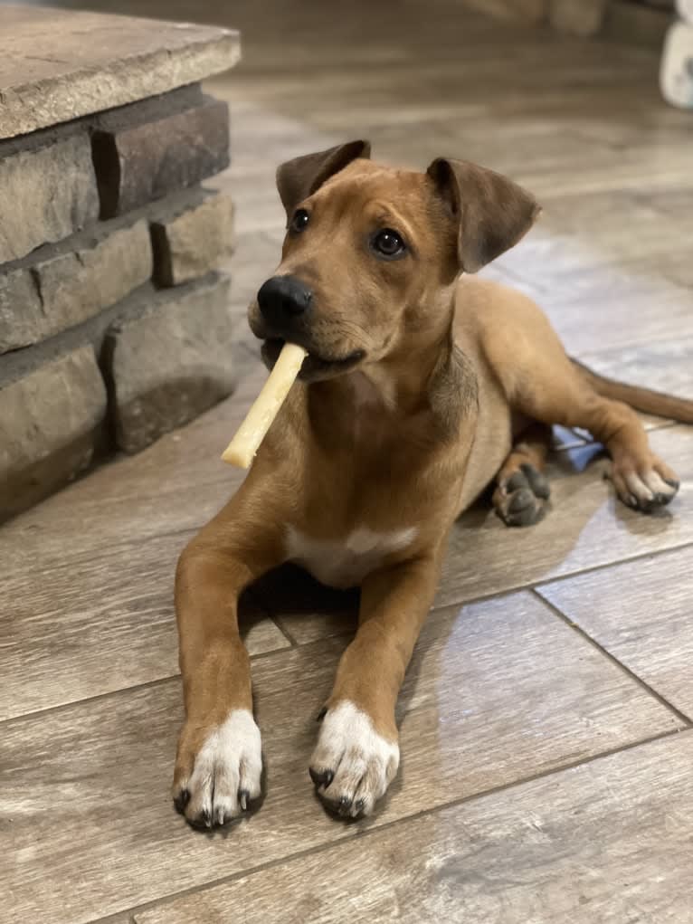 Winston, an Australian Cattle Dog and Border Collie mix tested with EmbarkVet.com