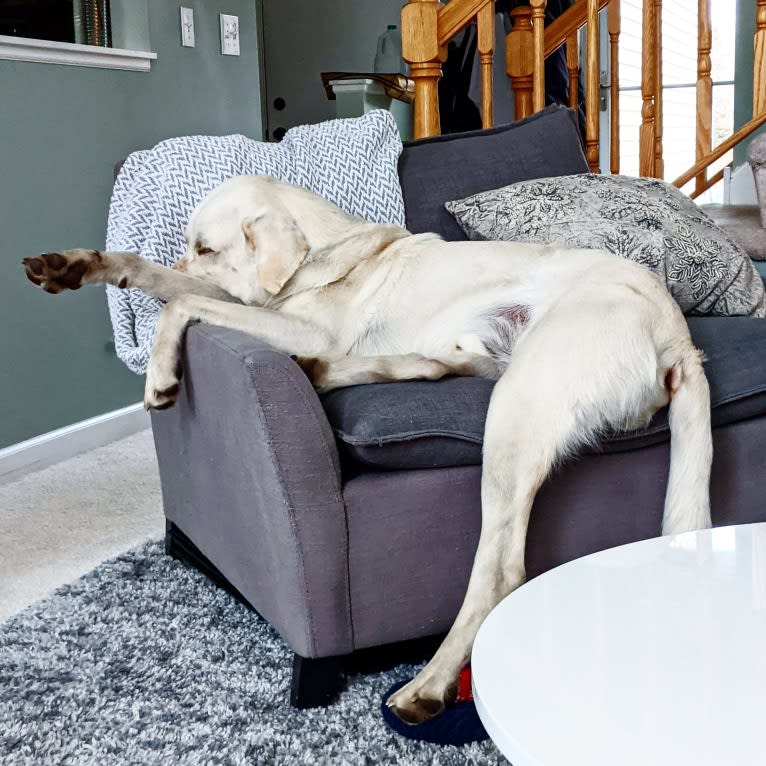 Jack Frost, a Great Pyrenees and Labrador Retriever mix tested with EmbarkVet.com