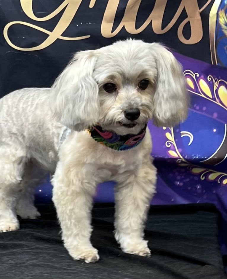 Stu, a Yorkshire Terrier and Maltese mix tested with EmbarkVet.com