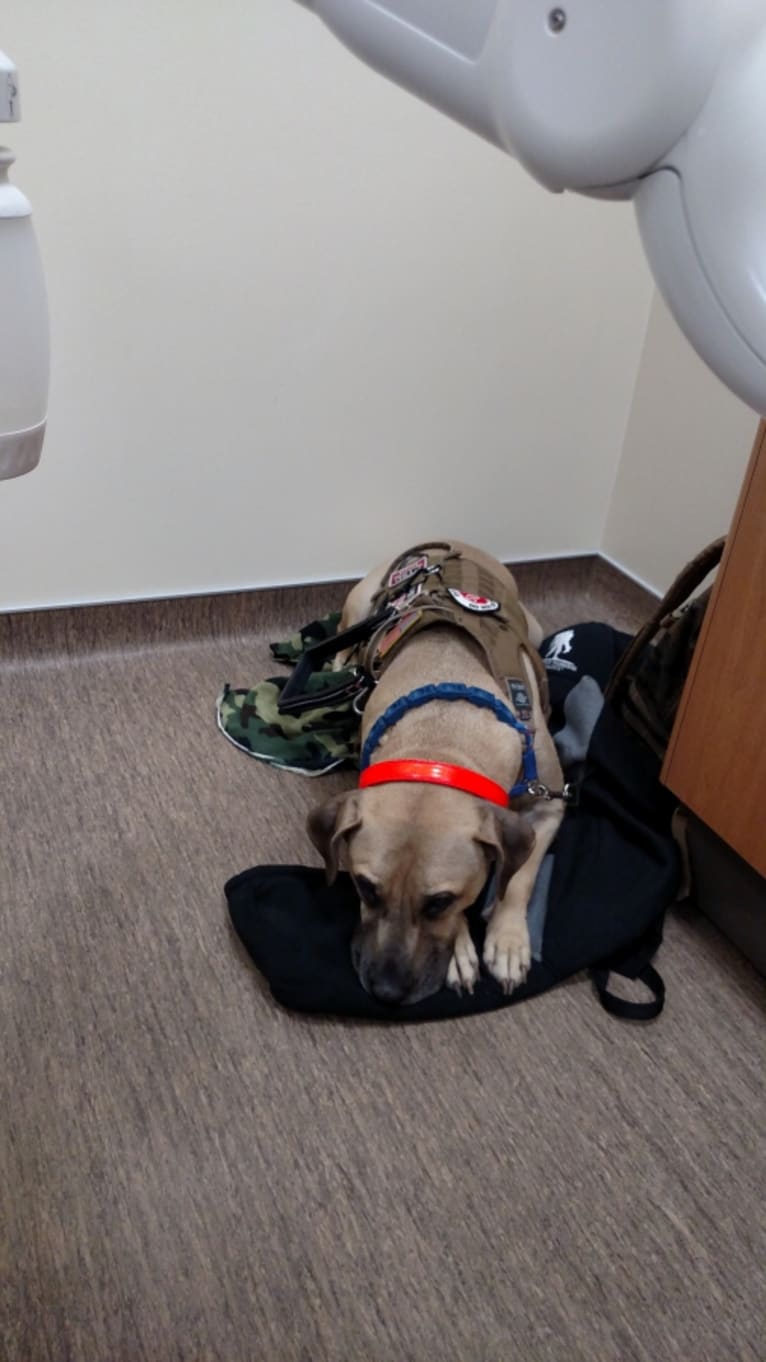 Finn, a Staffordshire Terrier tested with EmbarkVet.com