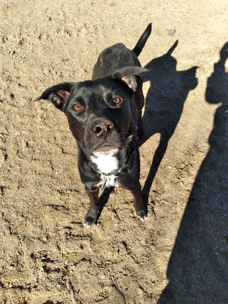 Egon The Grifter, an American Pit Bull Terrier and American Bully mix tested with EmbarkVet.com