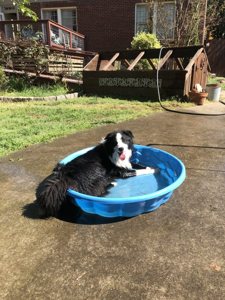 Angel, a Border Collie tested with EmbarkVet.com