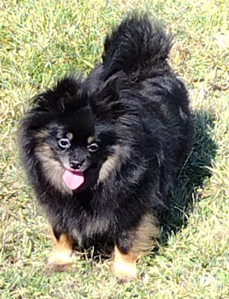 Bunny, a Pomeranian tested with EmbarkVet.com