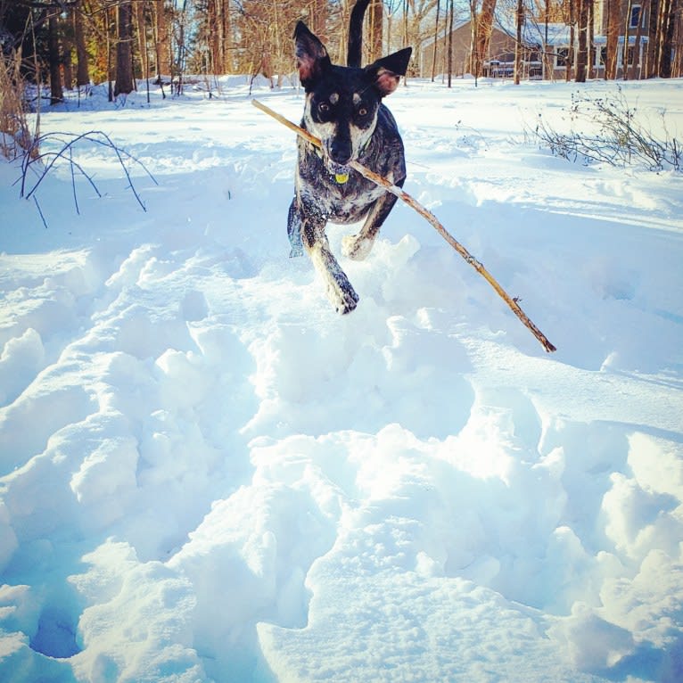 Elliott Mahomes Rinehart Phipps, a Catahoula Leopard Dog and Australian Shepherd mix tested with EmbarkVet.com