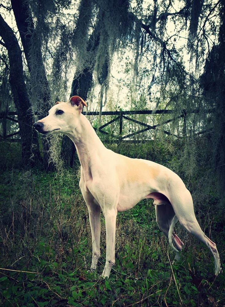 Zoom, a Whippet tested with EmbarkVet.com