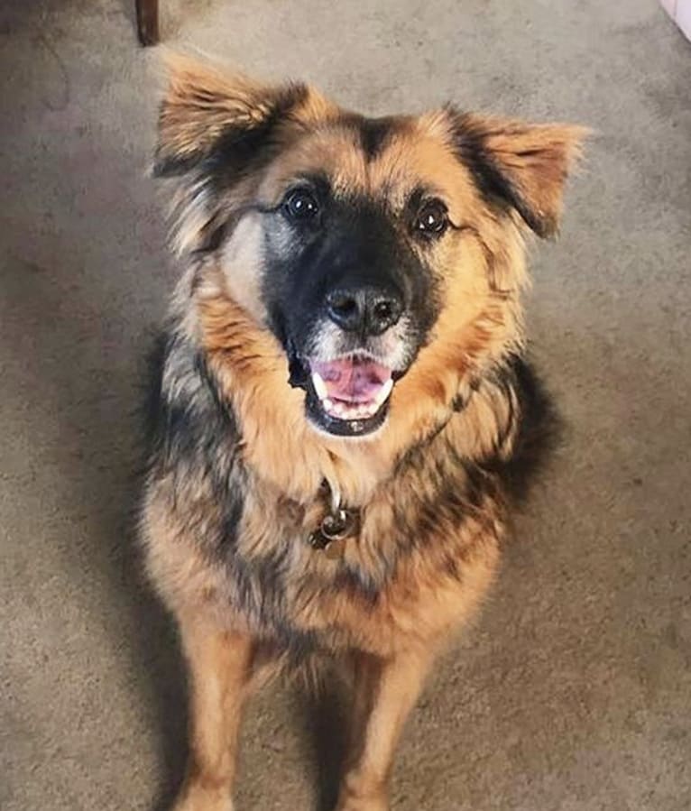 Max, a German Shepherd Dog and Labrador Retriever mix tested with EmbarkVet.com