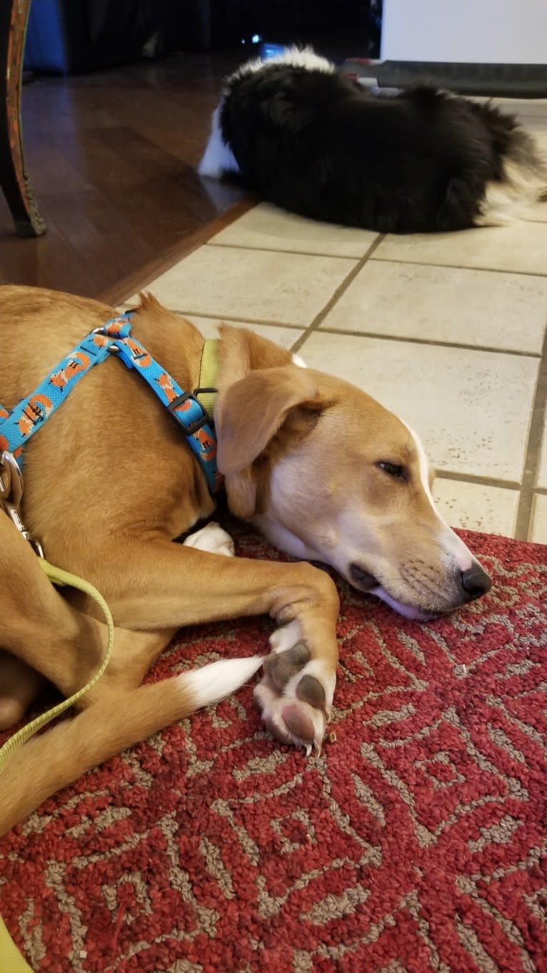 Naia, an American Pit Bull Terrier and Boxer mix tested with EmbarkVet.com