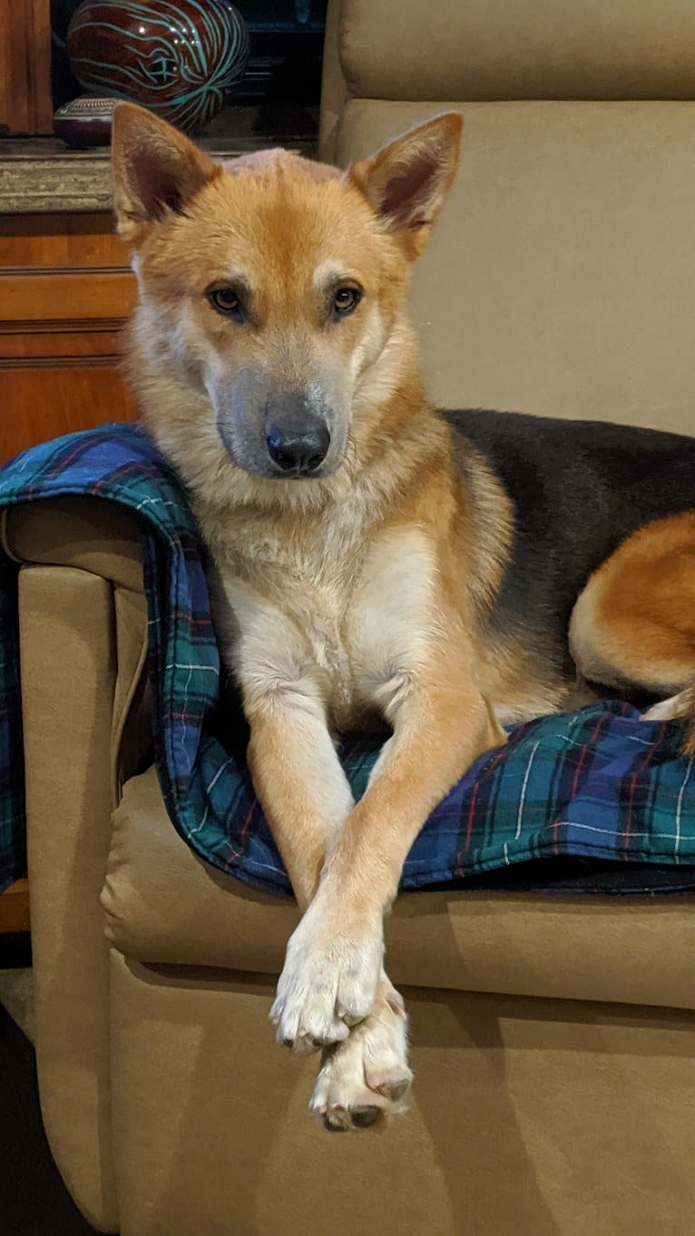 Loki, a German Shepherd Dog and Siberian Husky mix tested with EmbarkVet.com