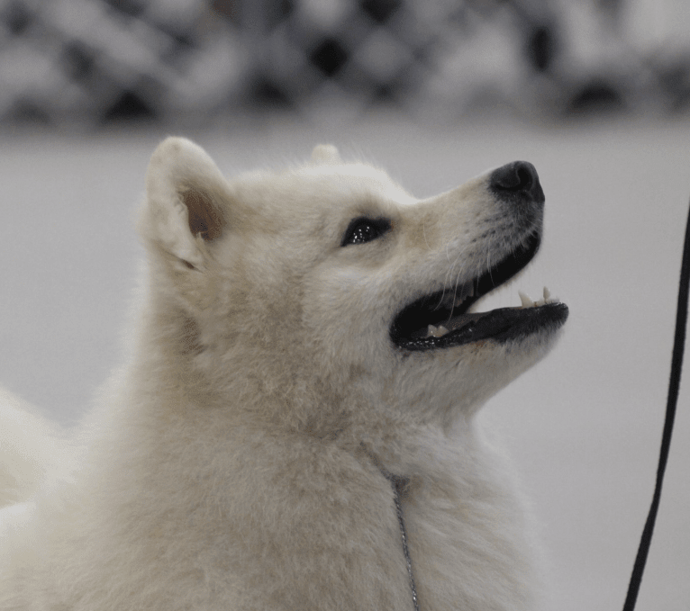 Camelot, a Samoyed tested with EmbarkVet.com