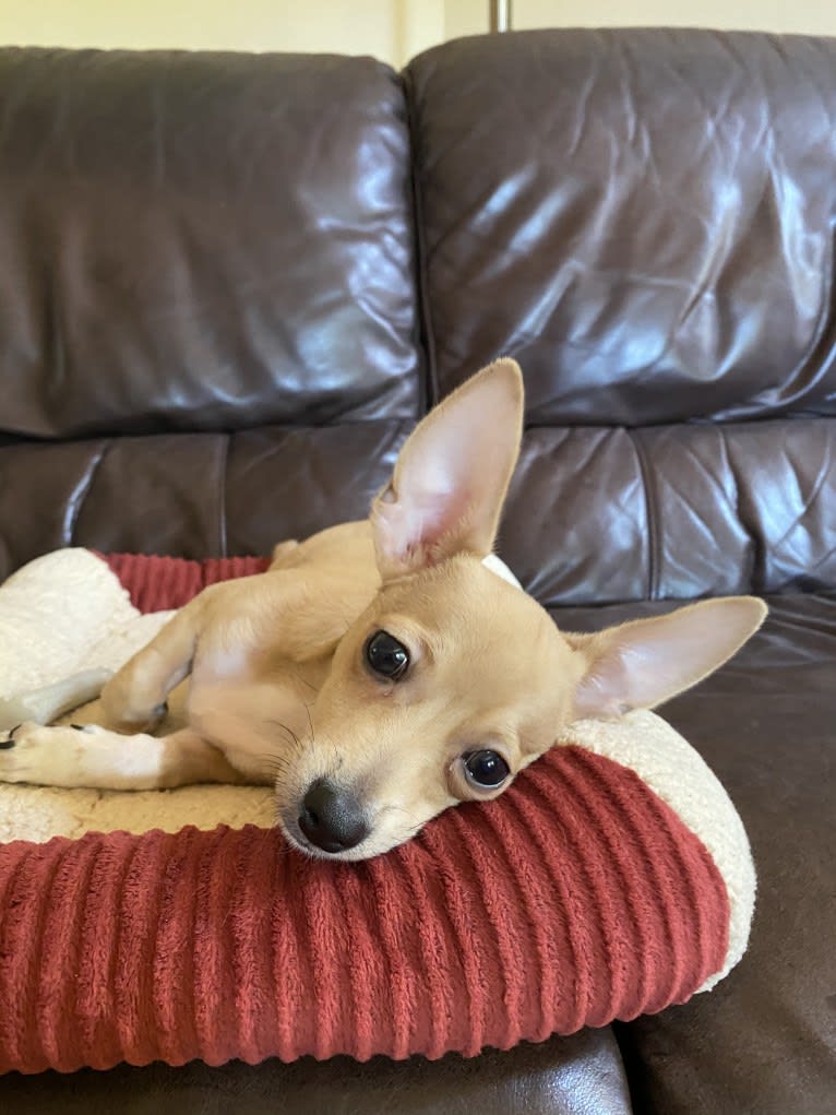 Oliver, a Chihuahua and Poodle (Small) mix tested with EmbarkVet.com