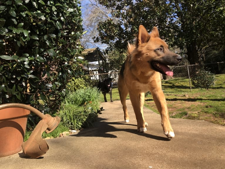 Mick, a Siberian Husky and German Shepherd Dog mix tested with EmbarkVet.com