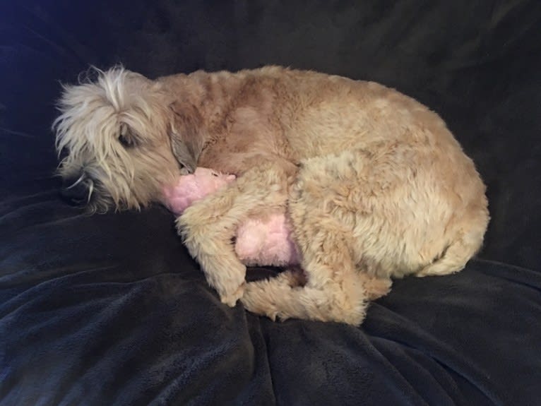 Desmond, a Soft Coated Wheaten Terrier tested with EmbarkVet.com