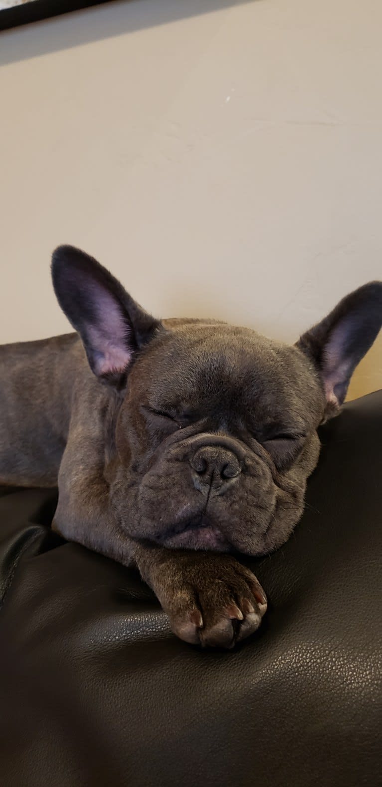 Diesel D, a French Bulldog tested with EmbarkVet.com