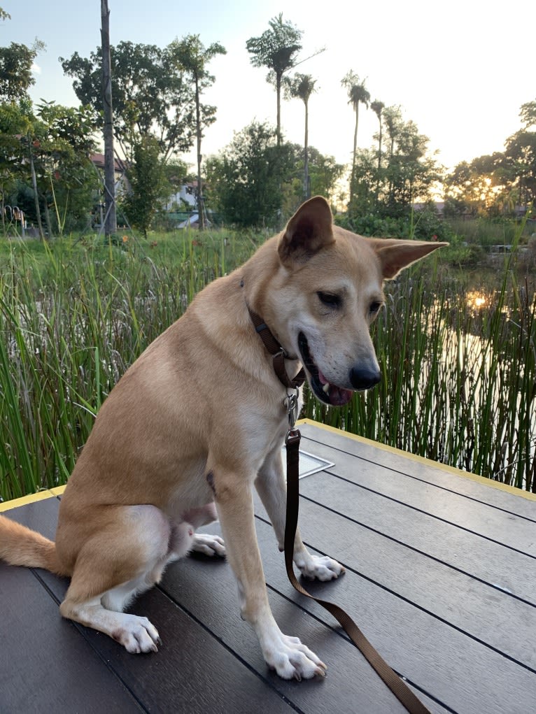 Becky, a Southeast Asian Village Dog tested with EmbarkVet.com