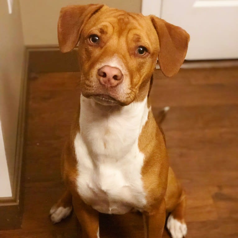 Miniature pinscher mixed with pitbull shop