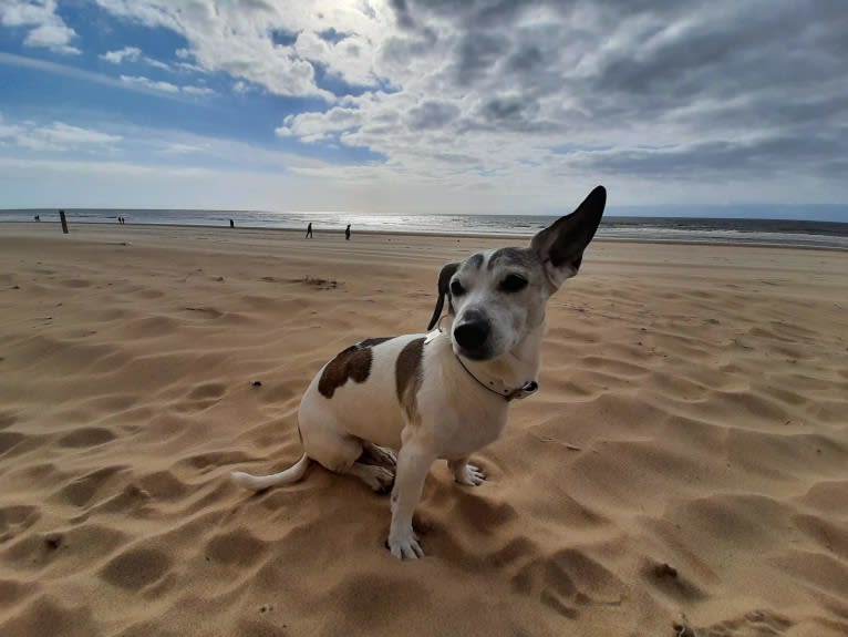 Patti, an Eastern European Village Dog tested with EmbarkVet.com