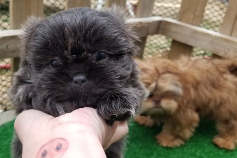 Morpheus, a Shih Tzu tested with EmbarkVet.com