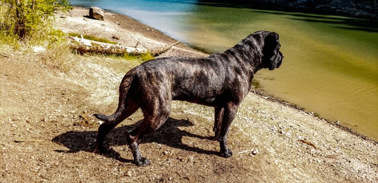 Trigger, a Mastiff and Cane Corso mix tested with EmbarkVet.com