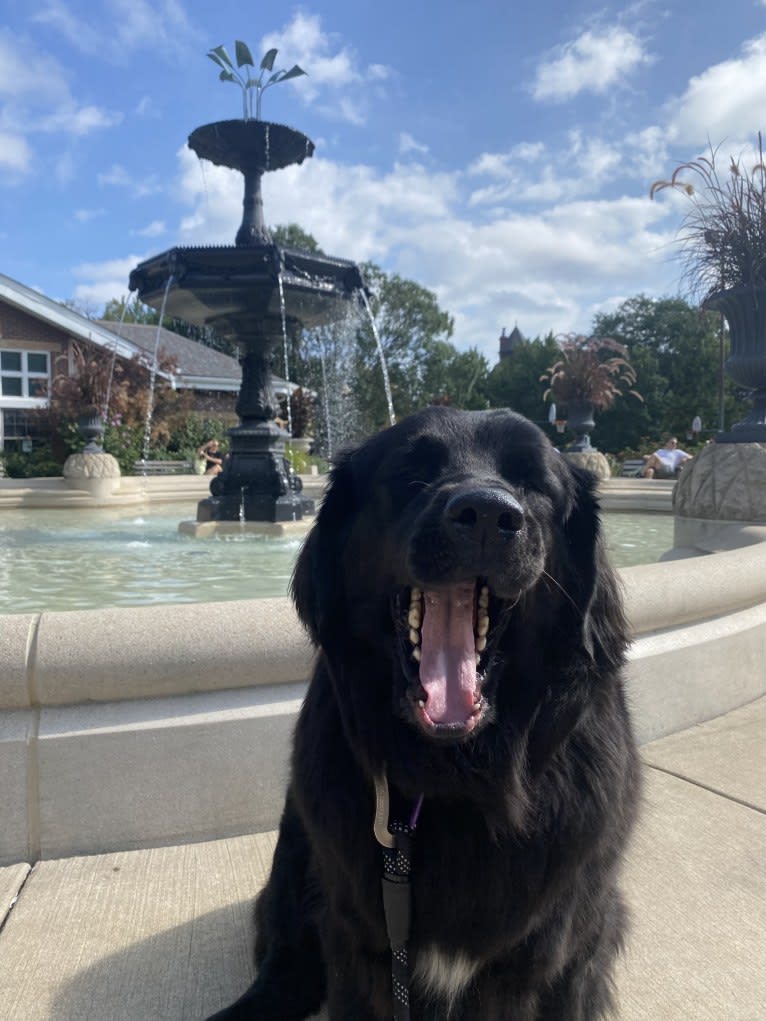 Maggie, a Newfoundland tested with EmbarkVet.com