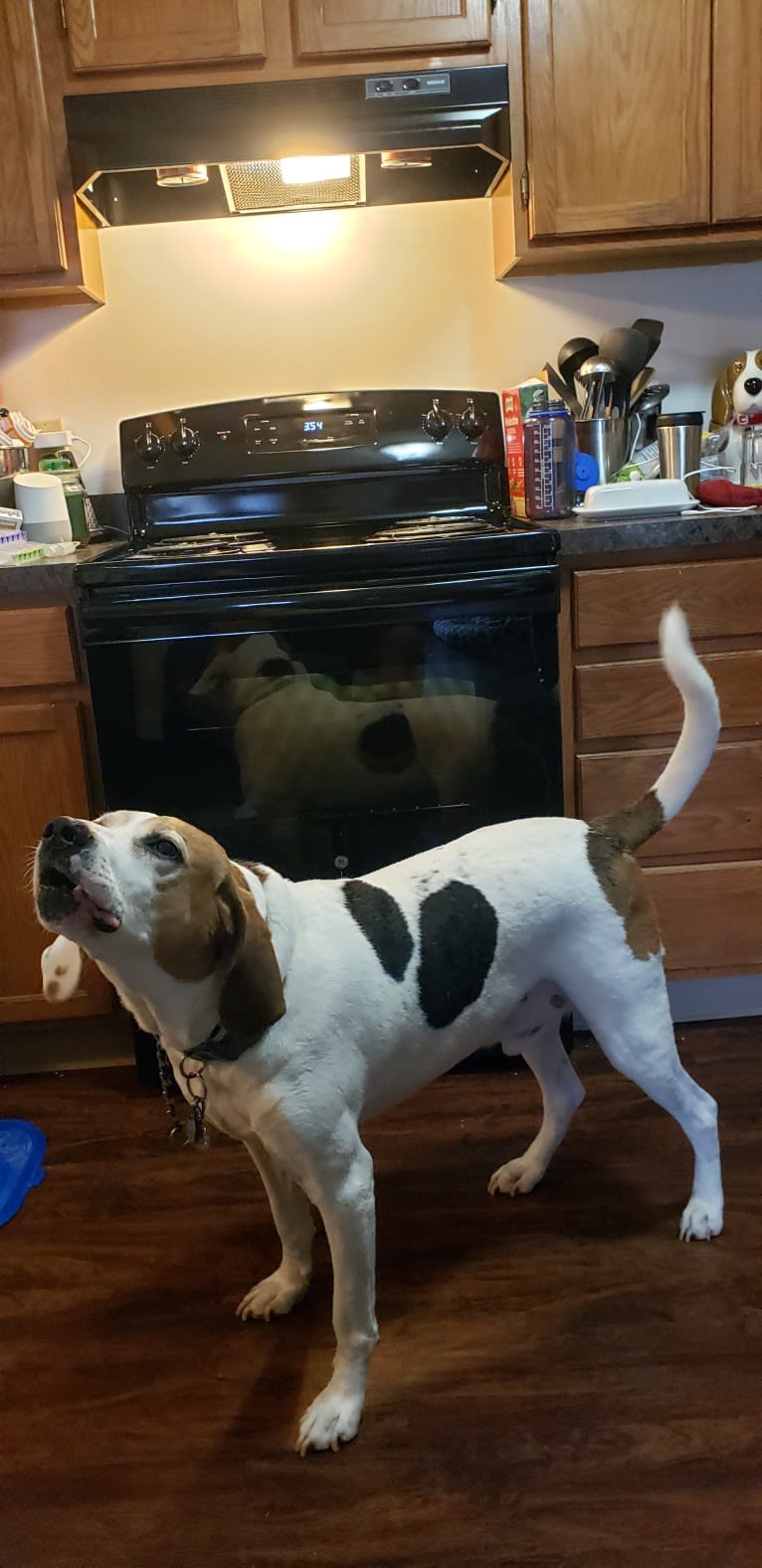 Little Joe, aka "Scar Face,"  Our #1 Hound Dog, a Treeing Walker Coonhound tested with EmbarkVet.com