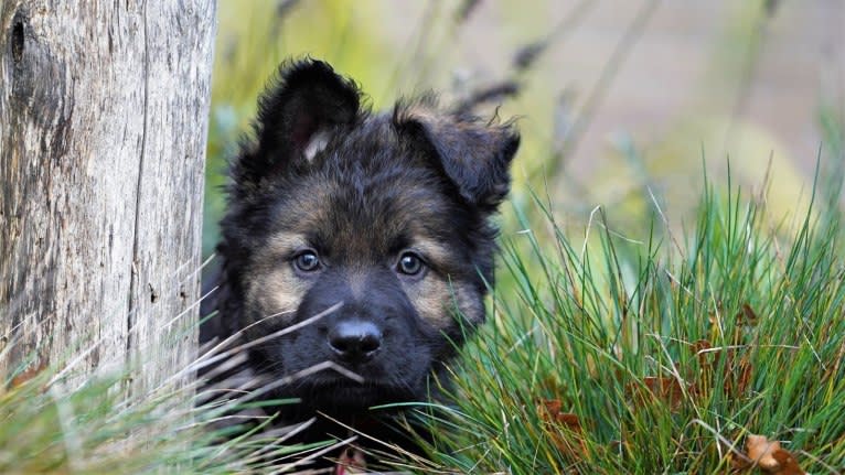 Unai-Oscar van Dorpzicht, a German Shepherd Dog tested with EmbarkVet.com