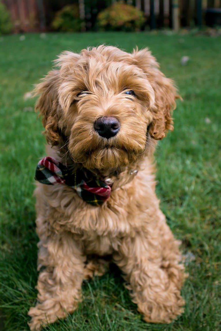 Photo of Rowan, a Poodle (Small), Poodle (Standard), and Cocker Spaniel mix in Eugene, OR, USA