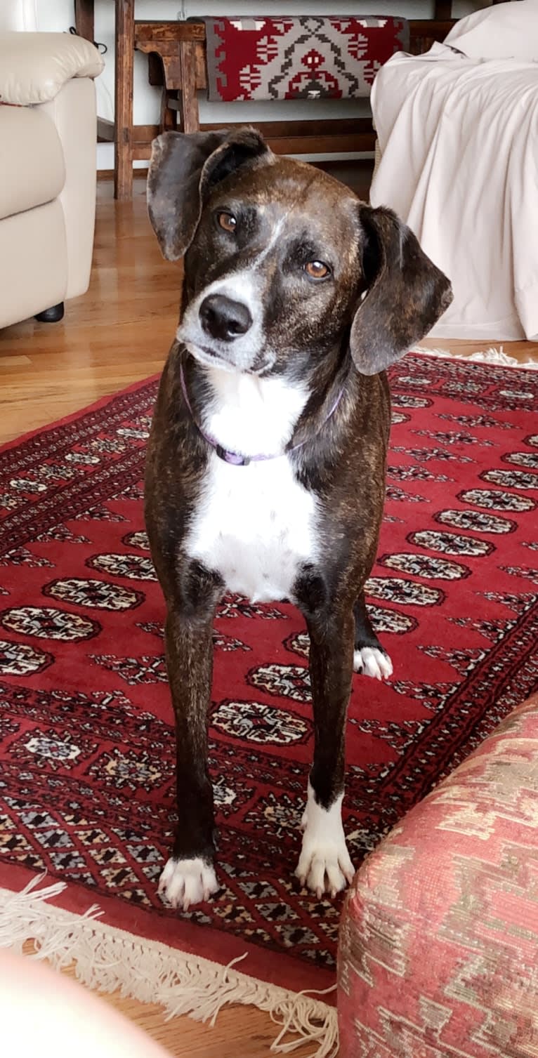 Hannah, a Mountain Cur tested with EmbarkVet.com