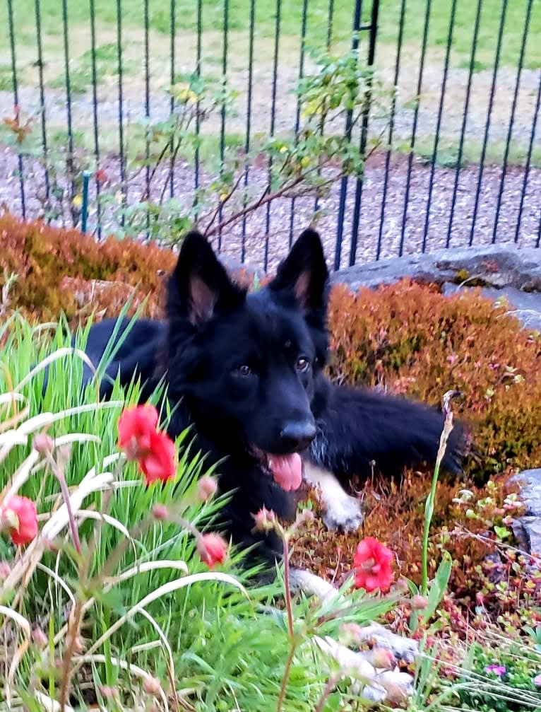 "Salty" Three Rivers Olympic Basalt, a Shiloh Shepherd tested with EmbarkVet.com