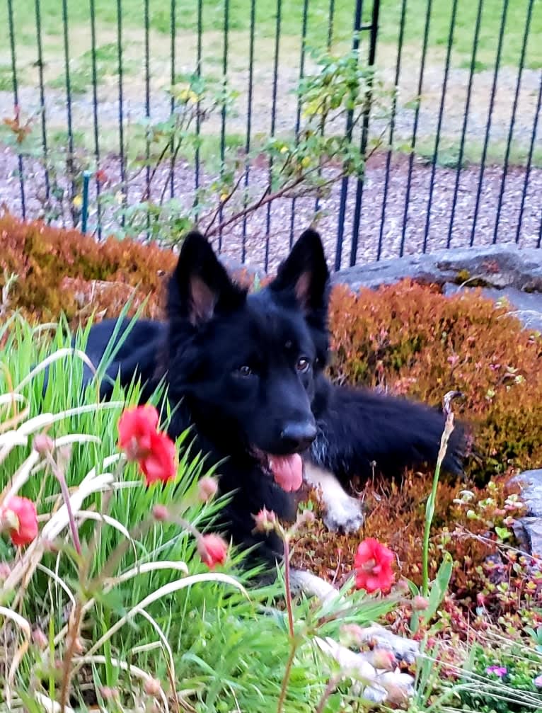 Salty, a Shiloh Shepherd tested with EmbarkVet.com