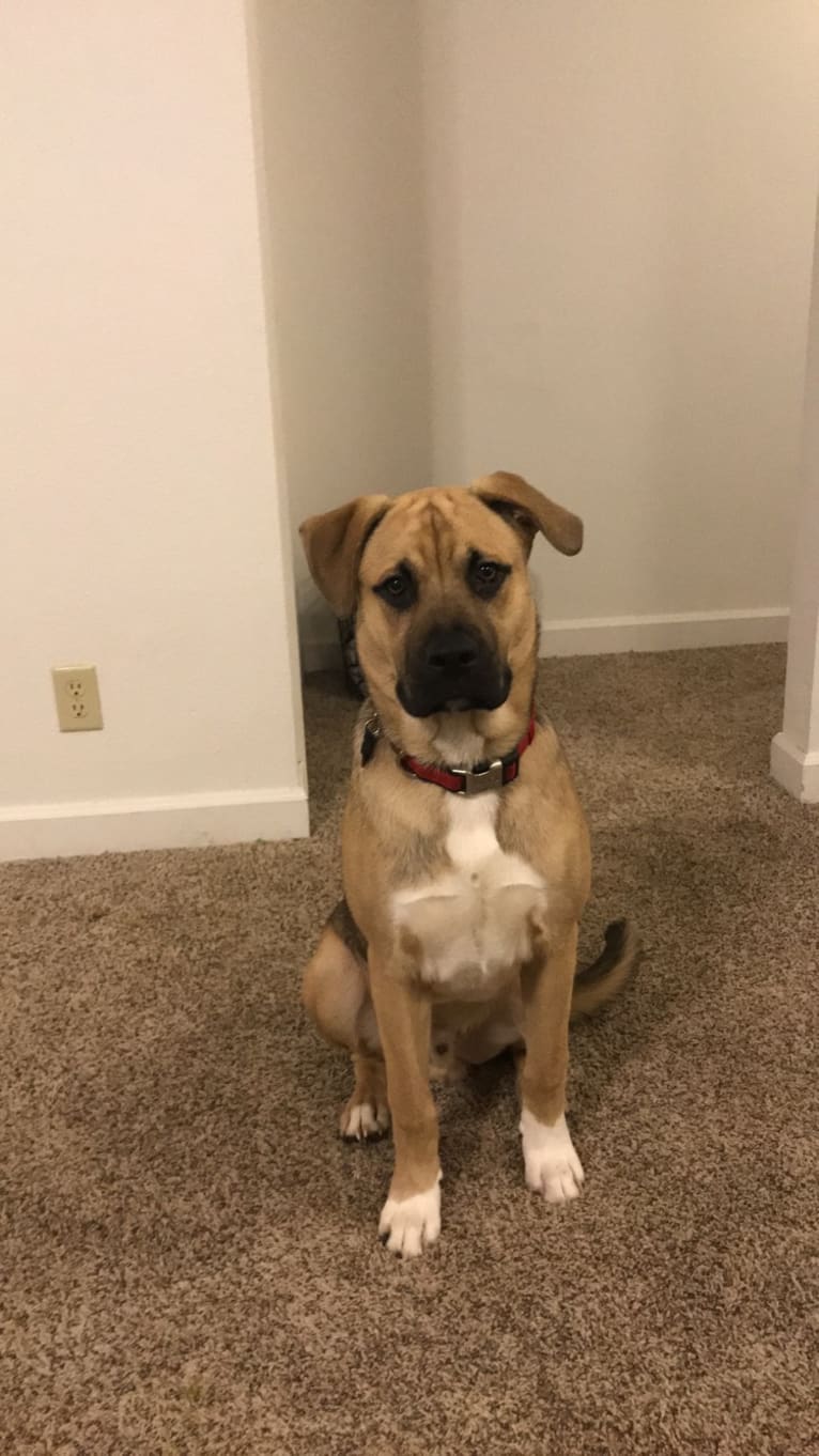 Storm, a Boxer and Akita mix tested with EmbarkVet.com