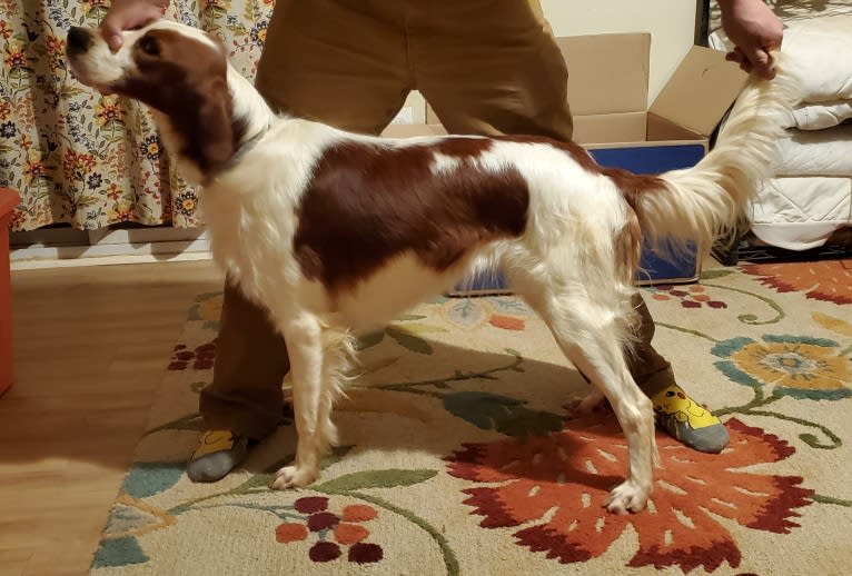 Evelyn Rose, an Irish Red and White Setter tested with EmbarkVet.com