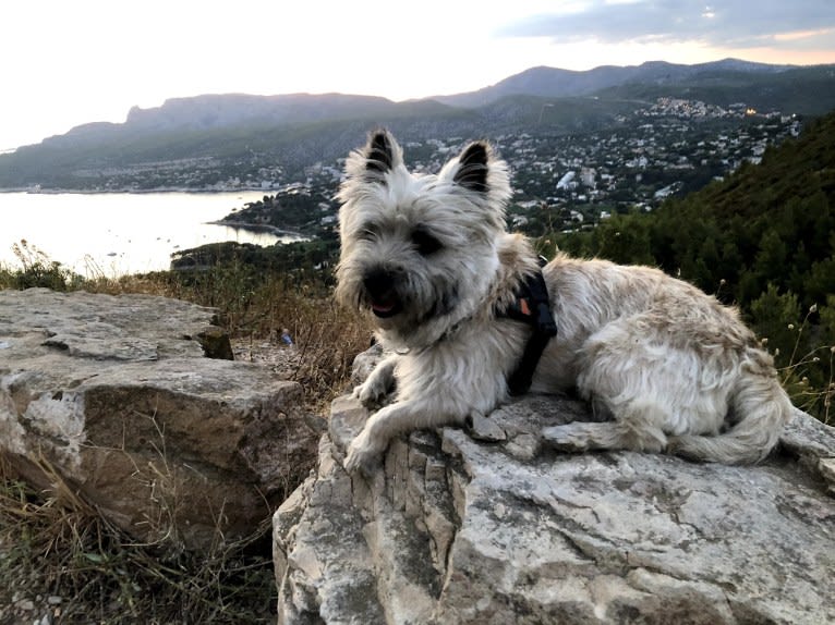 Nino, a Cairn Terrier tested with EmbarkVet.com