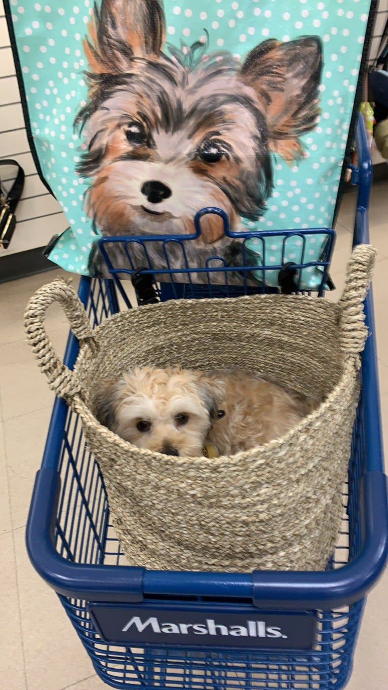 Gonta, a Yorkshire Terrier and Cocker Spaniel mix tested with EmbarkVet.com