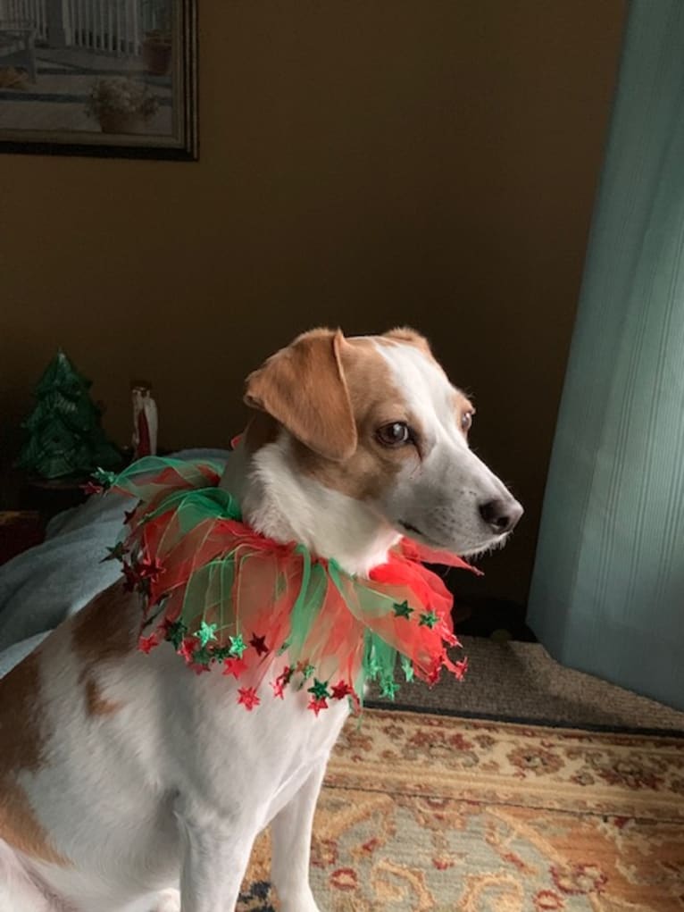 Riley, a Rat Terrier and Beagle mix tested with EmbarkVet.com