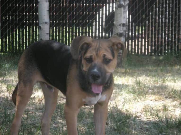 Jackson, an Australian Shepherd and American Pit Bull Terrier mix tested with EmbarkVet.com