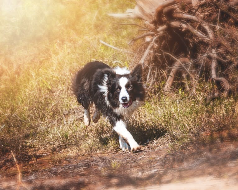 Koda, a Border Collie tested with EmbarkVet.com