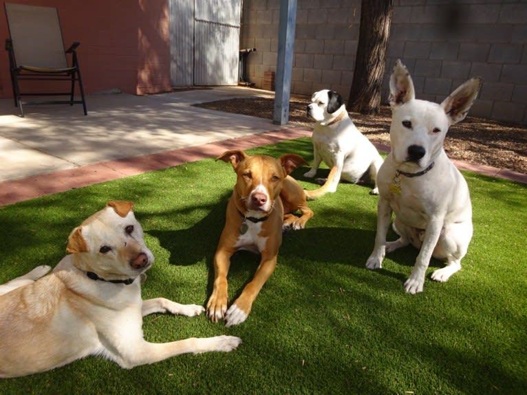 Doc, a Chihuahua and American Pit Bull Terrier mix tested with EmbarkVet.com