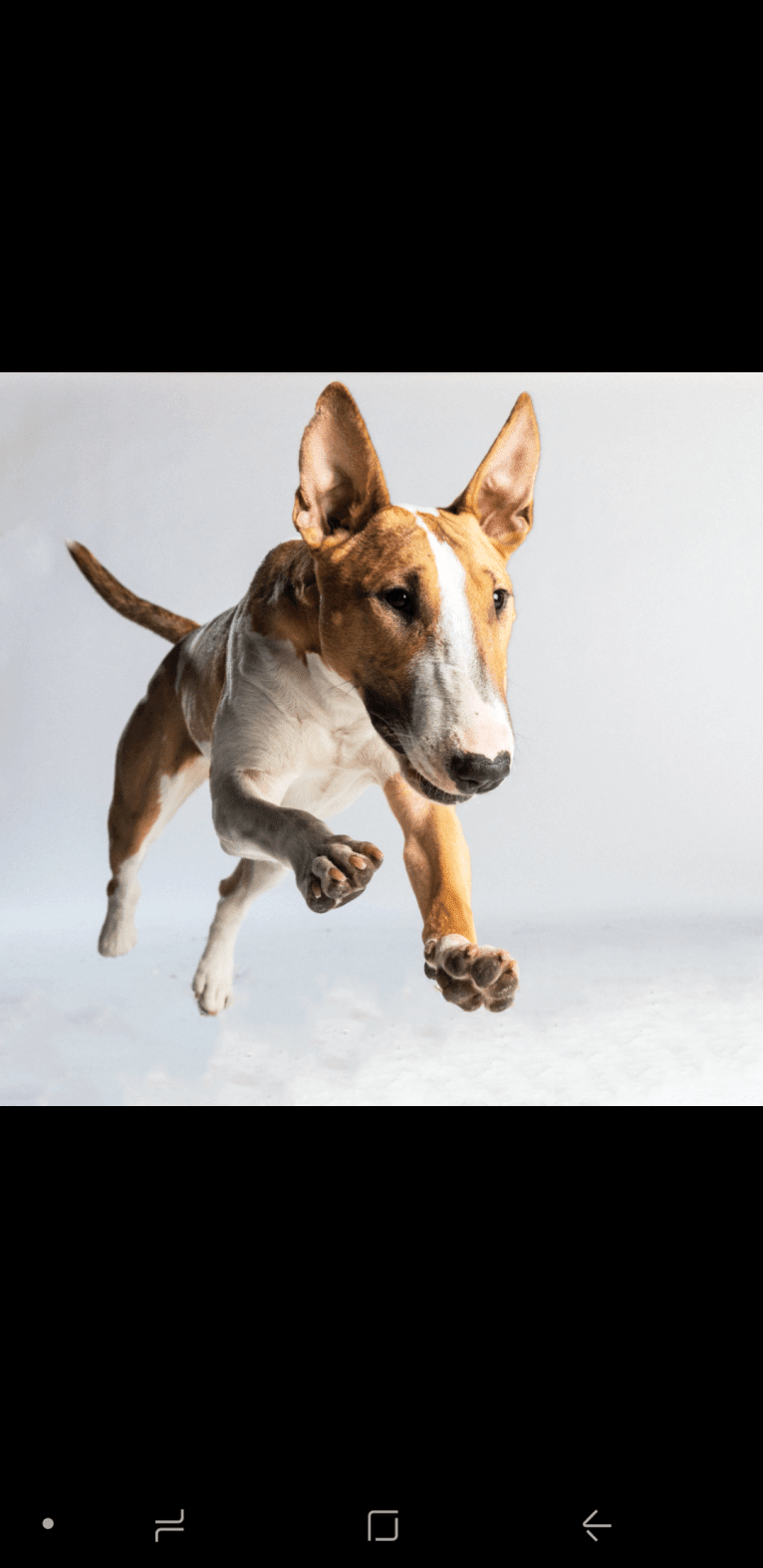 Ophelia, a Bull Terrier tested with EmbarkVet.com