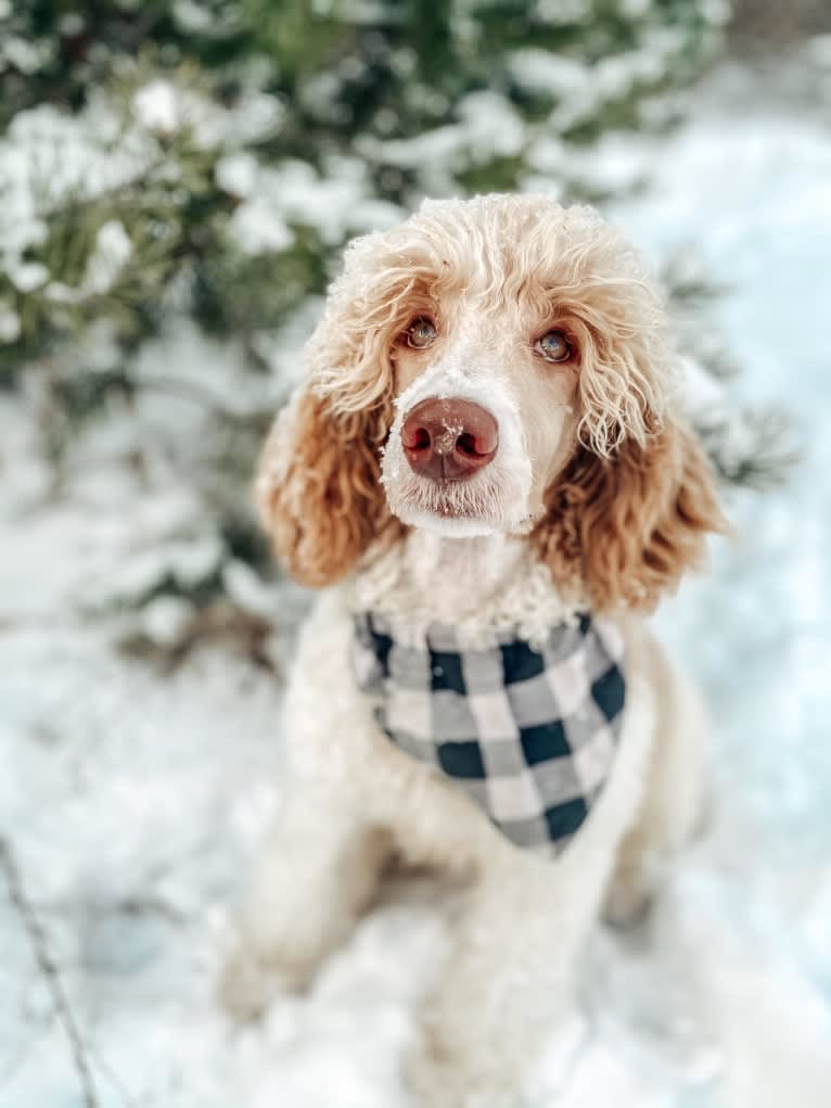 Togan, a Poodle (Standard) tested with EmbarkVet.com