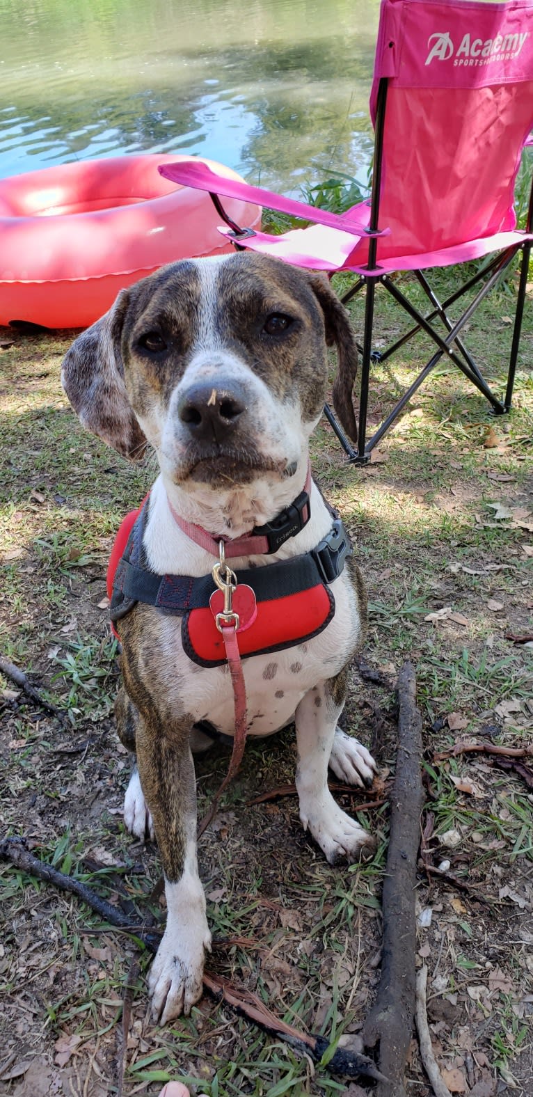 Charlie Bird, an American Pit Bull Terrier and Mountain Cur mix tested with EmbarkVet.com