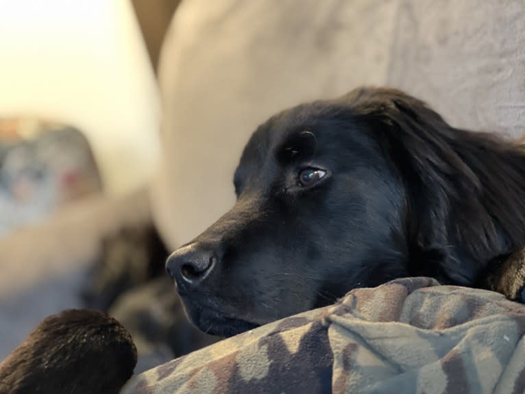 Bear, a Labrador Retriever and Poodle (Standard) mix tested with EmbarkVet.com